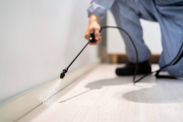 Certified termite inspector examining foundation in Arlington Heights